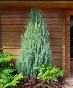Fast Growing Trees Skyrocket Junipers