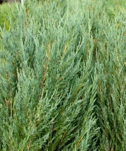 Fast Growing Trees Skyrocket Junipers