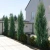 Fast Growing Trees Skyrocket Junipers 1 Fast Growing Trees Skyrocket Junipers