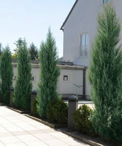 Fast Growing Trees Skyrocket Junipers