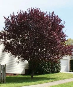 Fast Growing Trees Flowering Plum Trees KV' Flowering Plum Tree 11 Fast Growing Trees Flowering Plum Trees KV' Flowering Plum Tree