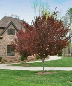 Fast Growing Trees Flowering Plum Trees KV' Flowering Plum Tree 10 Fast Growing Trees Flowering Plum Trees KV' Flowering Plum Tree