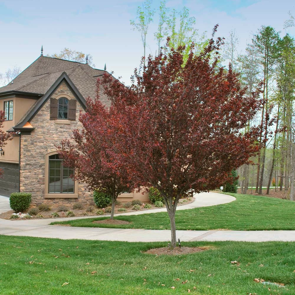 Fast Growing Trees Flowering Plum Trees KV' Flowering Plum Tree 6 Fast Growing Trees Flowering Plum Trees KV' Flowering Plum Tree