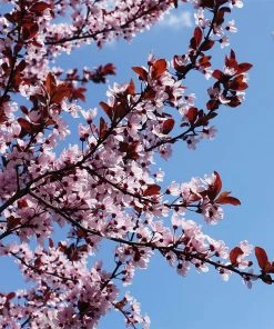 Fast Growing Trees Flowering Plum Trees KV' Flowering Plum Tree