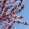Fast Growing Trees Flowering Plum Trees KV' Flowering Plum Tree
