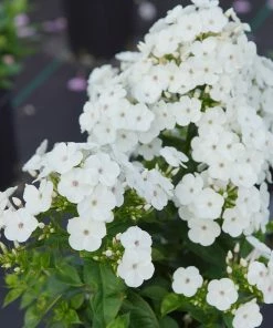 Fast Growing Trees Deer Resistant Plants Super Ka-Pow™ White Phlox 7 Fast Growing Trees Deer Resistant Plants Super Ka-Pow™ White Phlox