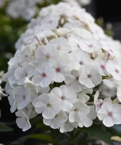 Fast Growing Trees Deer Resistant Plants Super Ka-Pow™ White Phlox