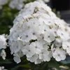 Fast Growing Trees Deer Resistant Plants Super Ka-Pow™ White Phlox