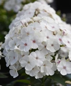 Fast Growing Trees Deer Resistant Plants Super Ka-Pow™ White Phlox