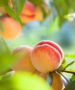 Fast Growing Trees See All Fruit Trees Kader Peach Tree