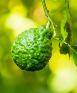 Fast Growing Trees Kaffer 'Kieffer' Lime Tree Citrus Trees