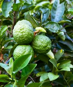 Fast Growing Trees Kaffer 'Kieffer' Lime Tree Citrus Trees