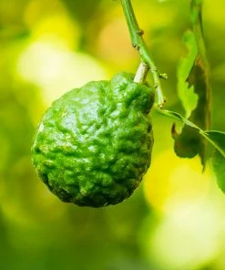 Fast Growing Trees Kaffer 'Kieffer' Lime Tree Citrus Trees