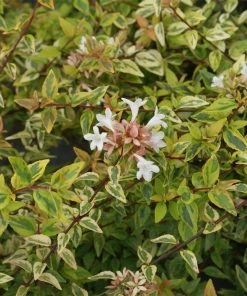 Fast Growing Trees Kaleidoscope Abelia Shrub See All Shrubs & Hedges