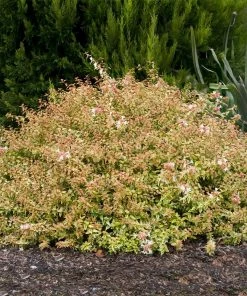 Fast Growing Trees Kaleidoscope Abelia Shrub See All Shrubs & Hedges