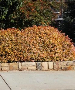 Fast Growing Trees Kaleidoscope Abelia Shrub See All Shrubs & Hedges