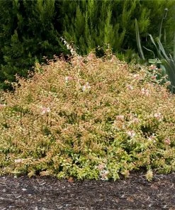 Fast Growing Trees Kaleidoscope Abelia Shrub See All Shrubs & Hedges