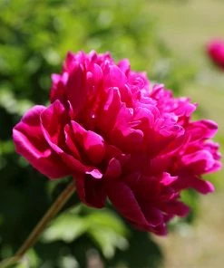 Fast Growing Trees Karl Rosenfield Peony Deer Resistant Plants