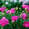Fast Growing Trees Karl Rosenfield Peony Deer Resistant Plants