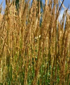 Fast Growing Trees Karl Foerster Grass Ornamental Grasses