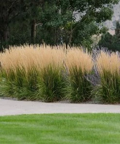 Fast Growing Trees Karl Foerster Grass Ornamental Grasses