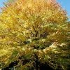 Fast Growing Trees See All Shade Trees Katsura Tree