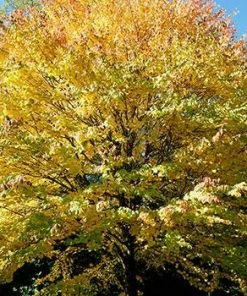 Fast Growing Trees See All Shade Trees Katsura Tree