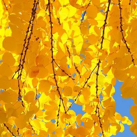 Fast Growing Trees See All Shade Trees Katsura Tree 5 Fast Growing Trees See All Shade Trees Katsura Tree