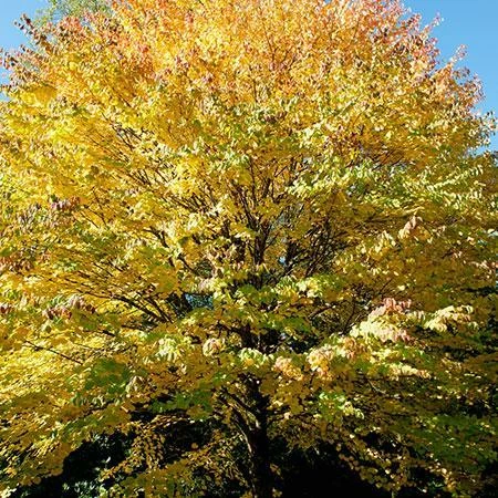 Fast Growing Trees See All Shade Trees Katsura Tree 4 Fast Growing Trees See All Shade Trees Katsura Tree
