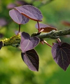 Fast Growing Trees See All Shade Trees Katsura Tree 9 Fast Growing Trees See All Shade Trees Katsura Tree