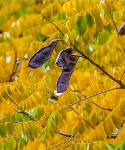Fast Growing Trees See All Shade Trees Kentucky Coffeetree
