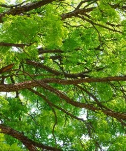 Fast Growing Trees See All Shade Trees Kentucky Coffeetree