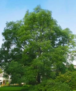 Fast Growing Trees See All Shade Trees Kentucky Coffeetree