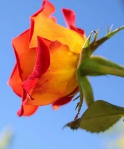 Fast Growing Trees Ketchup & Mustard Rose Tree