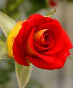 Fast Growing Trees Ketchup & Mustard Rose Tree