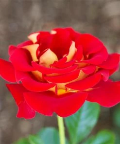 Fast Growing Trees Roses Ketchup And Mustard Rose Shrub