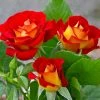 Fast Growing Trees Roses Ketchup And Mustard Rose Shrub