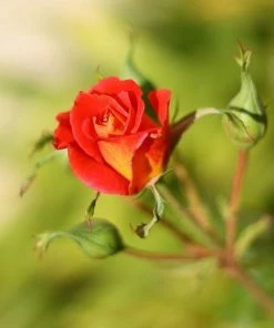 Fast Growing Trees Ketchup & Mustard Rose Tree