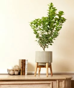 Fast Growing Trees Our Newest Arrivals Key Lime Bush