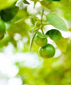 Fast Growing Trees Key Lime Bush Citrus Trees 13 Fast Growing Trees Key Lime Bush Citrus Trees