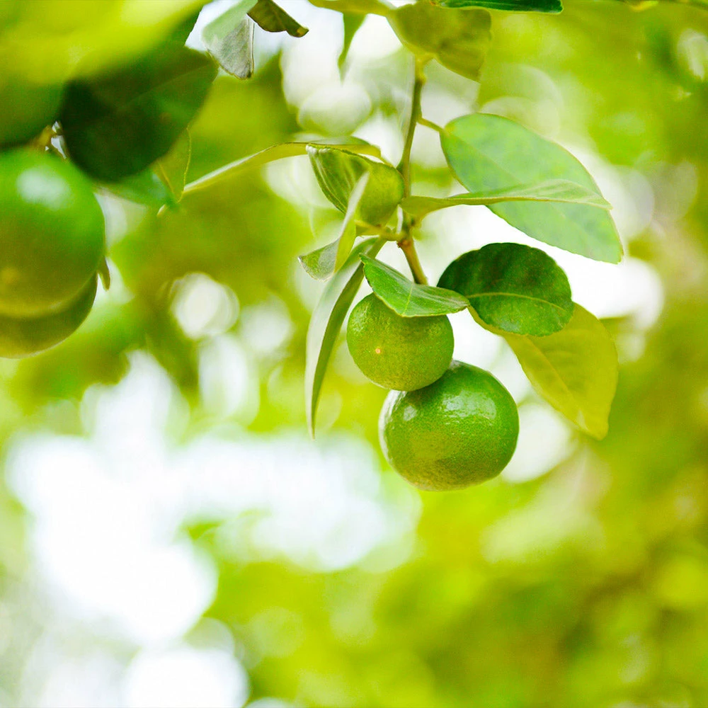 Fast Growing Trees Key Lime Bush Citrus Trees 5 Fast Growing Trees Key Lime Bush Citrus Trees