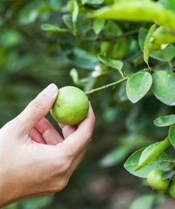 Fast Growing Trees Citrus Trees Key Lime Tree