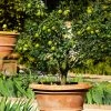 Fast Growing Trees Key Lime Tree - USDA Organic Citrus Trees