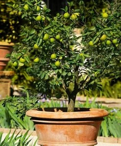 Fast Growing Trees Citrus Trees Key Lime Tree
