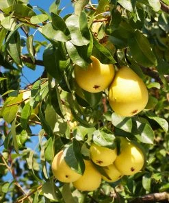 Fast Growing Trees Kieffer Pear Tree