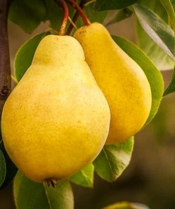 Fast Growing Trees Pear Trees 3-in-1 Pear Surprise Tree
