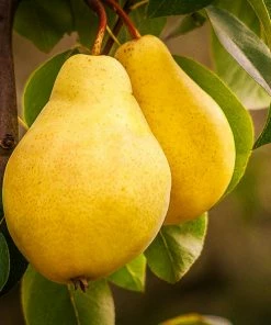 Fast Growing Trees Pear Trees Kieffer Pear Tree