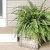 Fast Growing Trees Kimberly Queen Fern Our Newest Arrivals