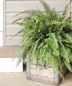 Fast Growing Trees Kimberly Queen Fern Our Newest Arrivals