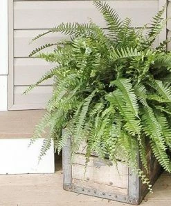 Fast Growing Trees Kimberly Queen Fern Our Newest Arrivals